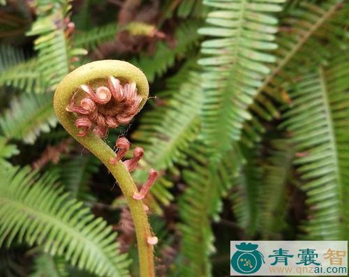 中药材山花蕨图片