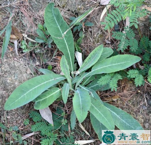 中药材山苦荬图片