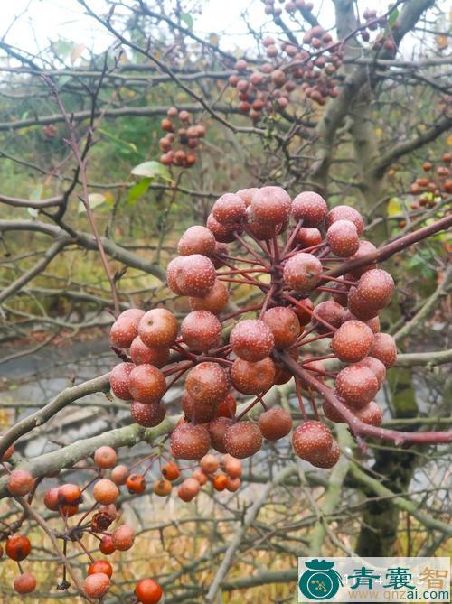 中药材山荆子图片
