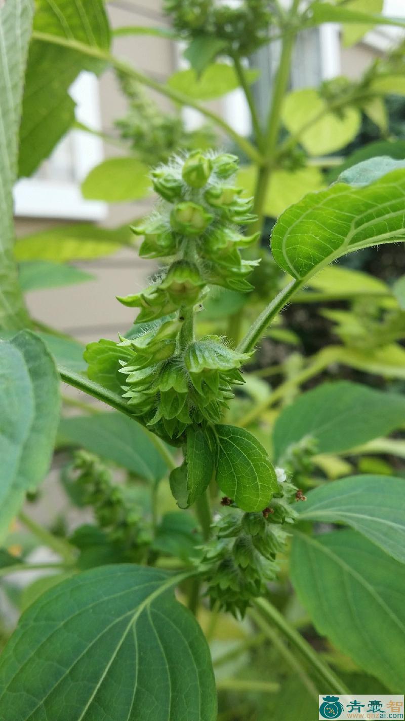 中药材山荏图片