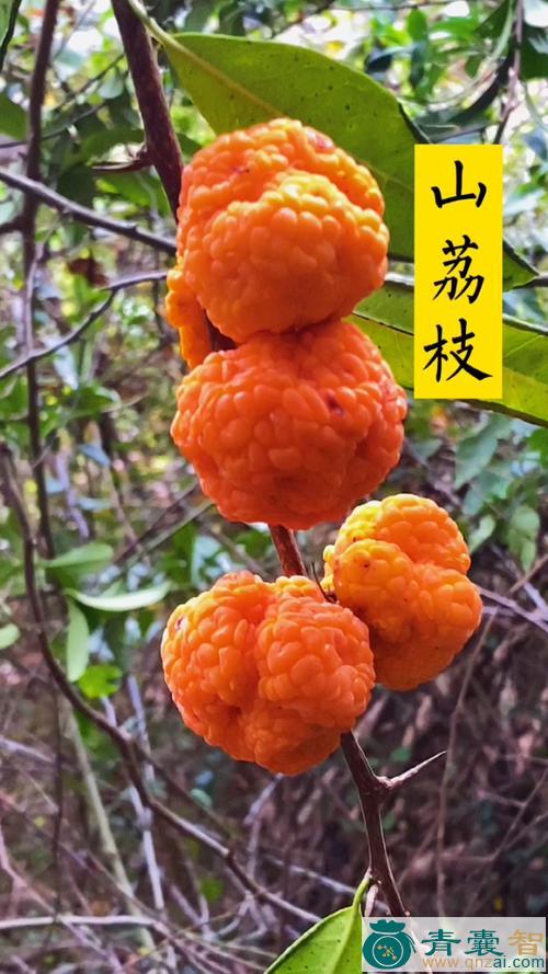 中药材山荔枝图片