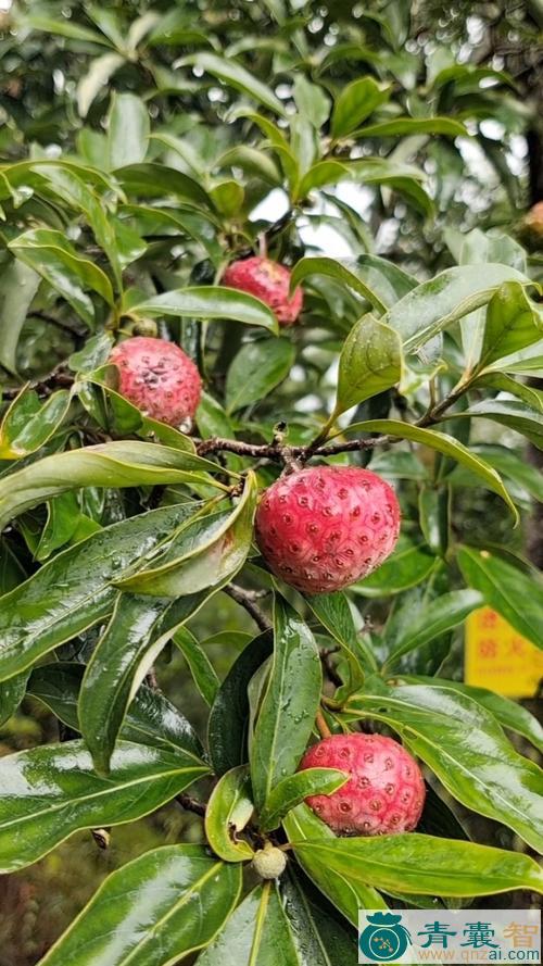 中药材山荔枝果图片