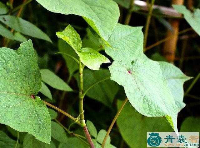 中药材山荞麦草图片