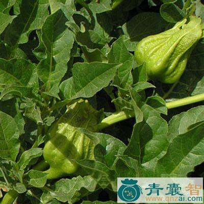 中药材山莨菪图片