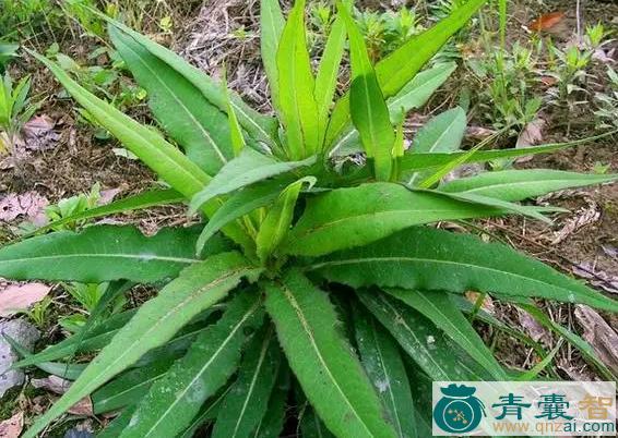 中药材山莴苣图片
