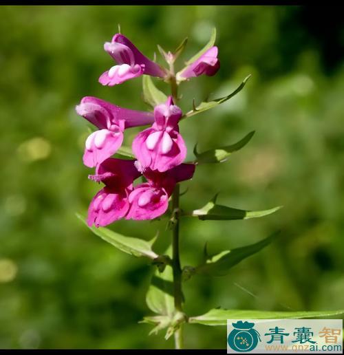 中药材山萝花图片