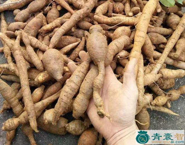 中药材山藕图片