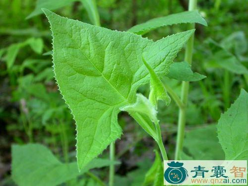 山蜂子的性状性味归经以及功效用法-青囊智