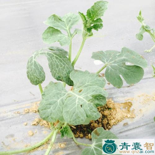 山西瓜秧的性状性味归经以及功效用法-青囊智