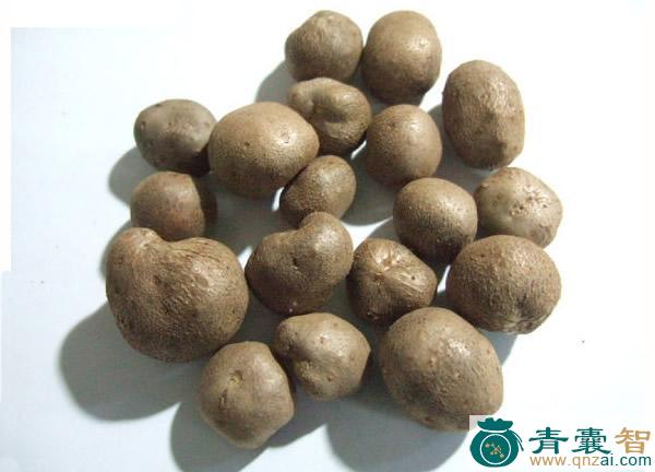 中药材山角豆图片