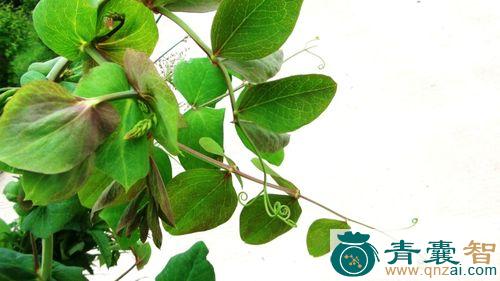 中药材山豆子花图片