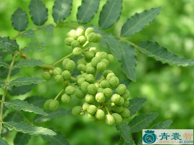 中药材山辣椒图片