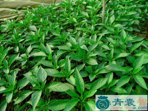 中药材山辣椒秧图片