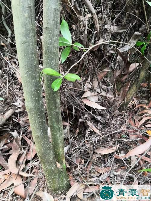 中药材山郎木根图片