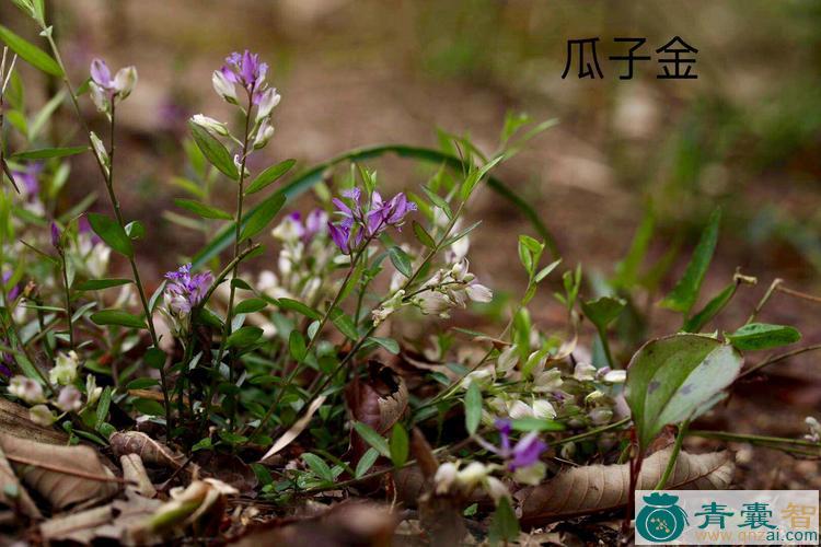 中药材山金瓜图片
