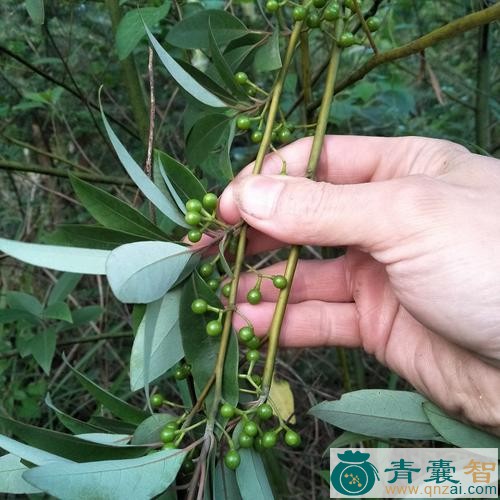 中药材山铃子草图片