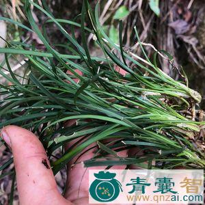 中药材山韭图片