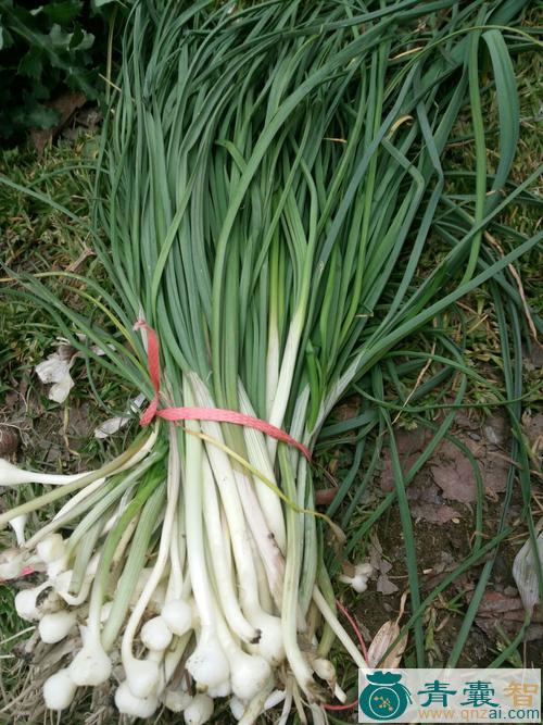 中药材山韮菜图片