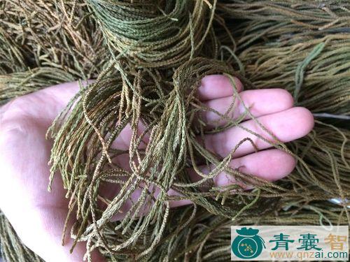 山马尾的性味归经以及功效用法和注意事项-青囊智