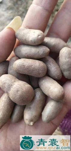 中药材山马豆图片