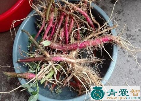 中药材山马踏菜根图片