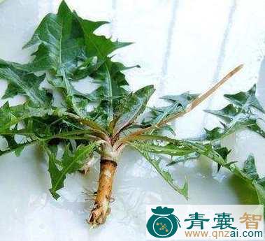 中药材山鸟毒图片