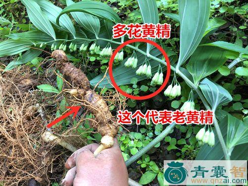 中药材山鸡头图片
