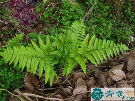 中药材山鸭蕨图片