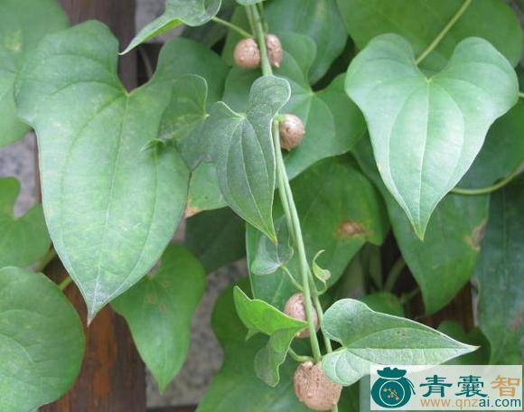 中药材山龙眼藤图片