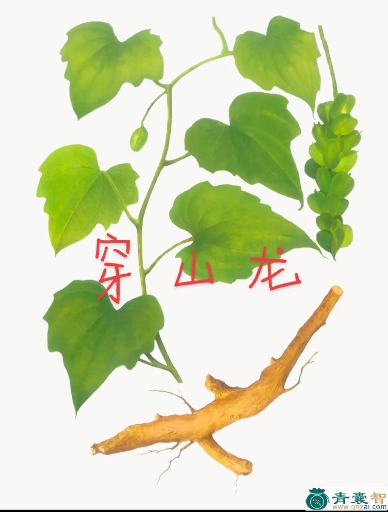 中药材山龙苍图片