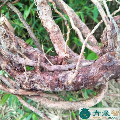 中药材岗稔根图片