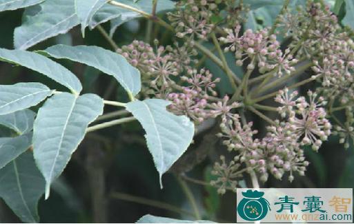岩五加的性状性味归经以及功效用法-青囊智