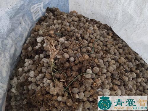 中药材岩兔粪图片