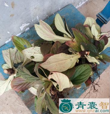 中药材岩冬菜图片