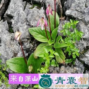 中药材岩壁青图片