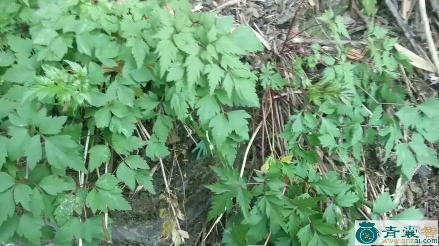岩川的性状性味归经以及功效用法和注意事项-青囊智