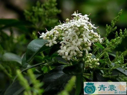 中药材岩指甲花图片