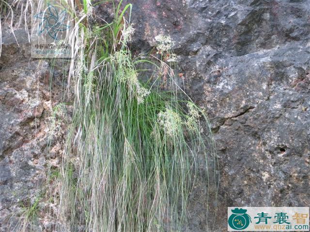 中药材岩梭图片