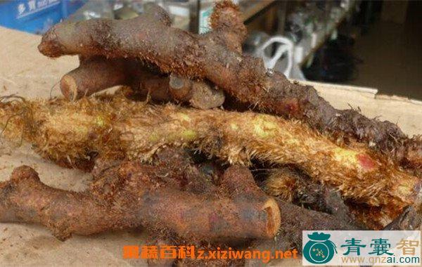 中药材岩白姜图片