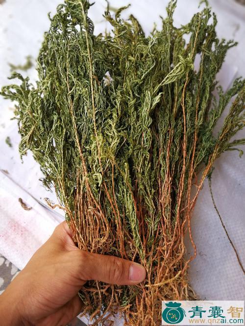 岩白草的性味归经以及功效用法-青囊智