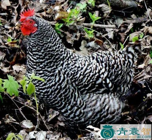 中药材岩窝鸡图片