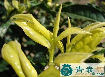 中药材岩笋图片