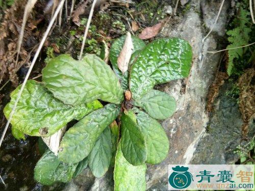 中药材岩笔叶图片