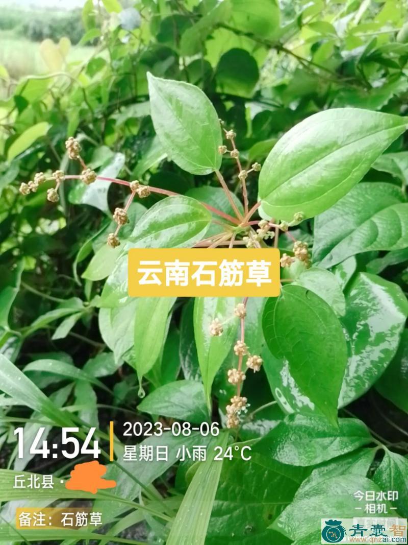 中药材岩筋图片