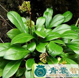中药材岩筋菜图片