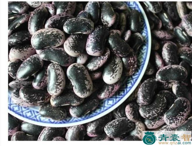 中药材岩红豆图片