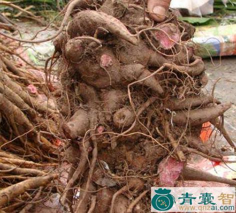 岩节连的性味归经以及功效用法-青囊智