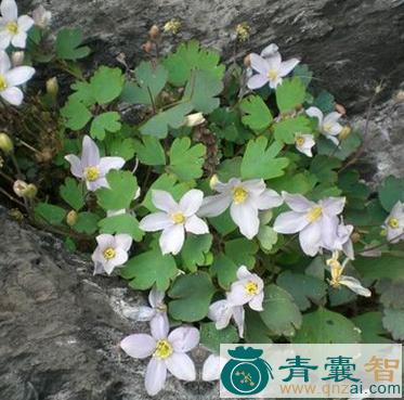 中药材岩萝卜图片