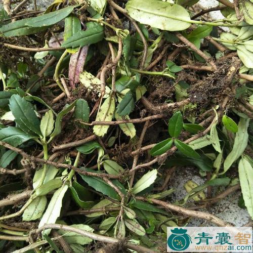 中药材岩豆柴图片