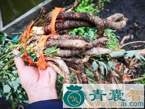 中药材岩防风图片